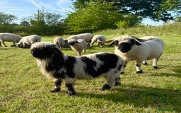 Sheep livestock for sale: Stunning pedigree Valais Blacknose Lambs - Image 3