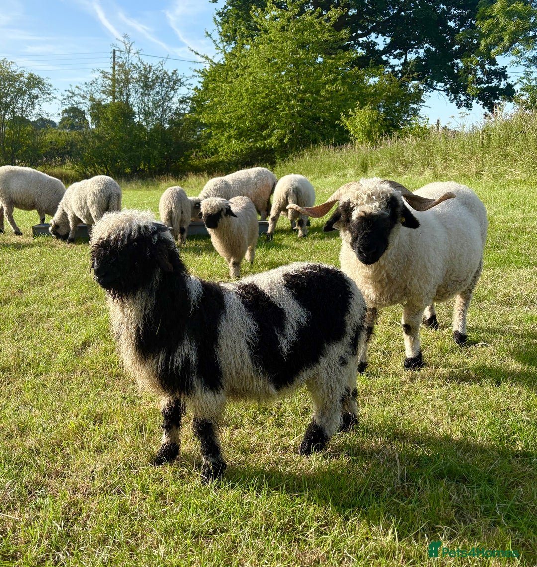 Sheep livestock for sale: Stunning pedigree Valais Blacknose Lambs - Image 3