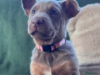 Australian Kelpie dogs - Advert 20