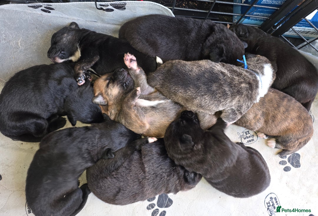 Mixed Breed dogs for sale: Gorgeous Labrakita (American Akita x Lab) Puppies - Advert 1