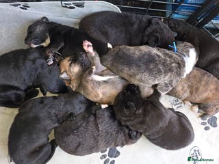 Mixed Breed dogs Gorgeous Labrakita (American Akita x Lab) Puppies - Advert 7