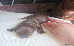 Dachshund dogs for sale: 3/4 Dachsunds  - Image 9