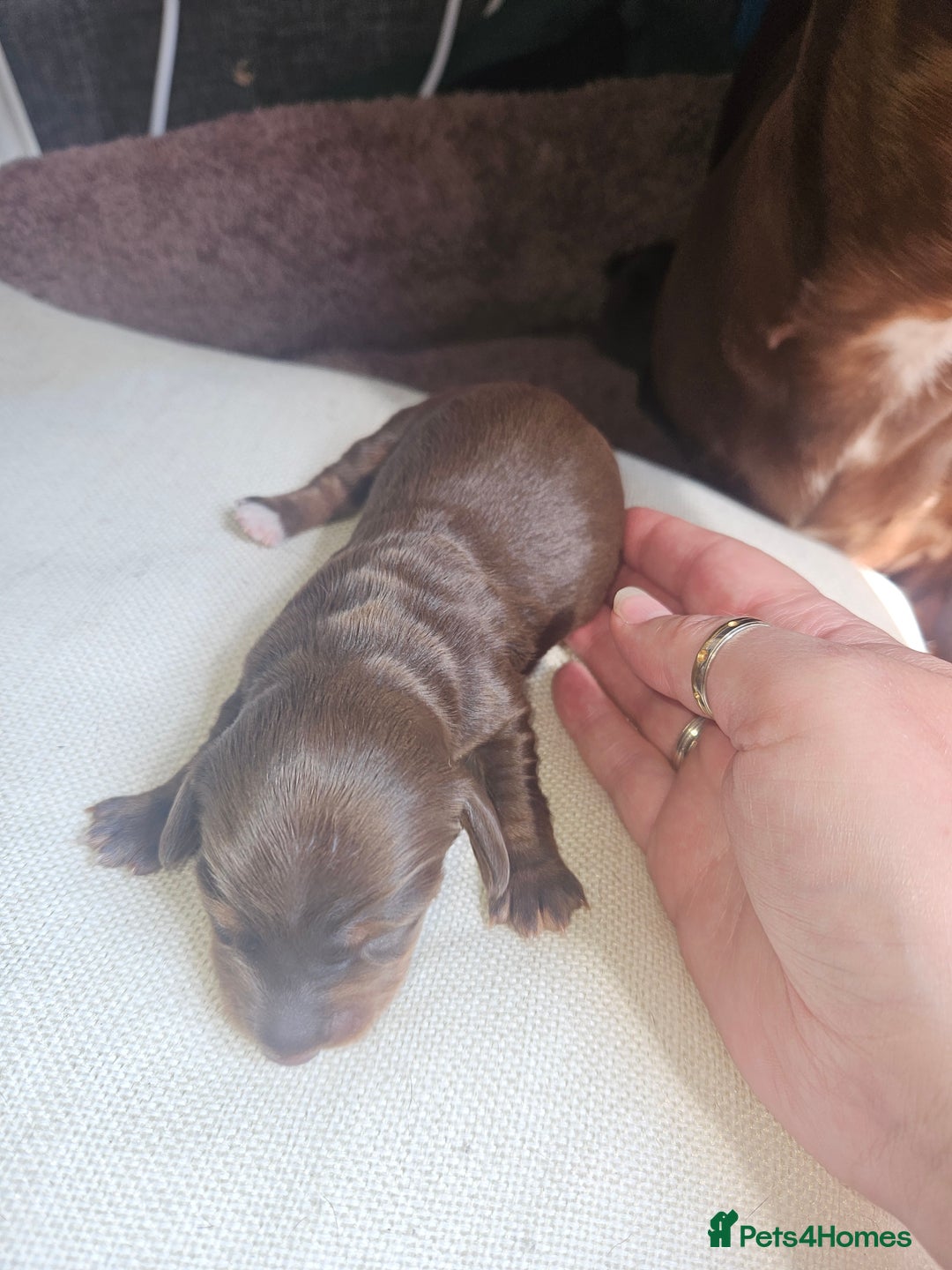 Dachshund dogs for sale: 3/4 Dachsunds  - Image 9