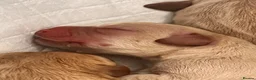Labrador Retriever dogs for sale: Yellow & Fox Red Labrador Puppies - Advert 16