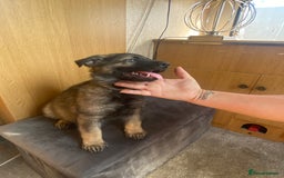 German Shepherd dogs for sale: German shepherd  - Image 12