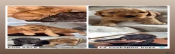 Cockapoo dogs for sale: Beautiful miniature F2 cockapoos - Advert 17