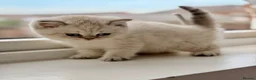 British Shorthair cats for sale: 🐾Golden British Shorthair Kittens🐾 - Advert 15