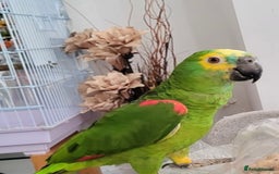 Parrots birds for sale: Blue Fronted Amazon Parrot  - Image 1