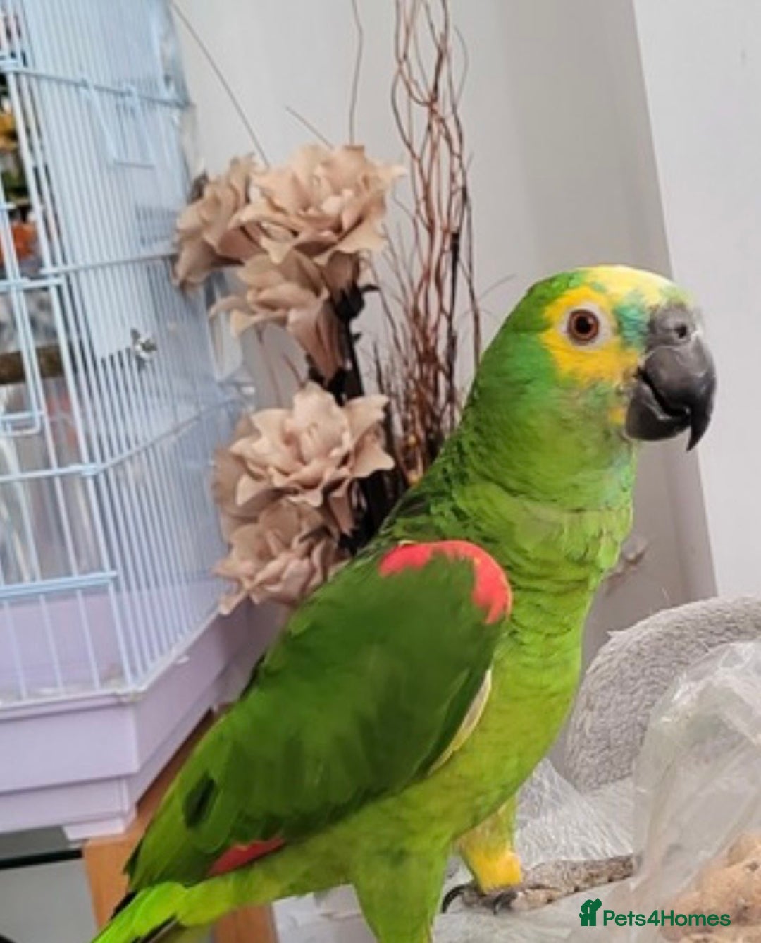 Parrots birds for sale: Blue Fronted Amazon Parrot  - Image 1