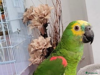 Parrots birds for sale - Advert 1