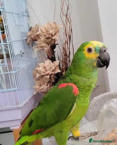 Parrots birds - Advert 4