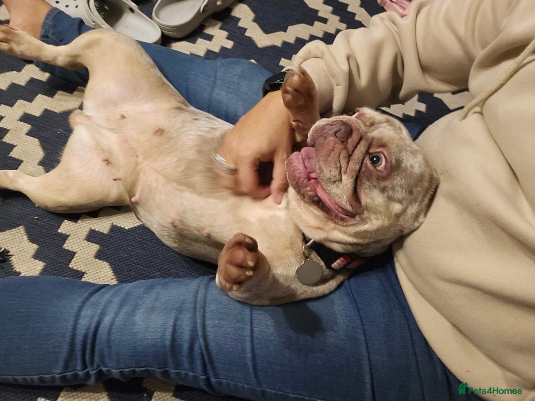 French Bulldog dogs for sale: Female 2 1/2 Yr old French bulldog - Advert 9