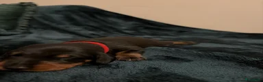 Dachshund 1