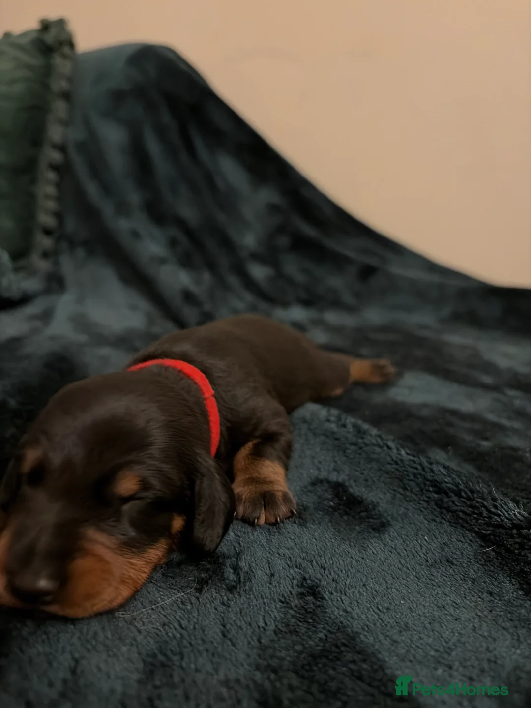 Dachshund dogs for sale: Champion Sired Standard Smooth puppies  - Advert 12