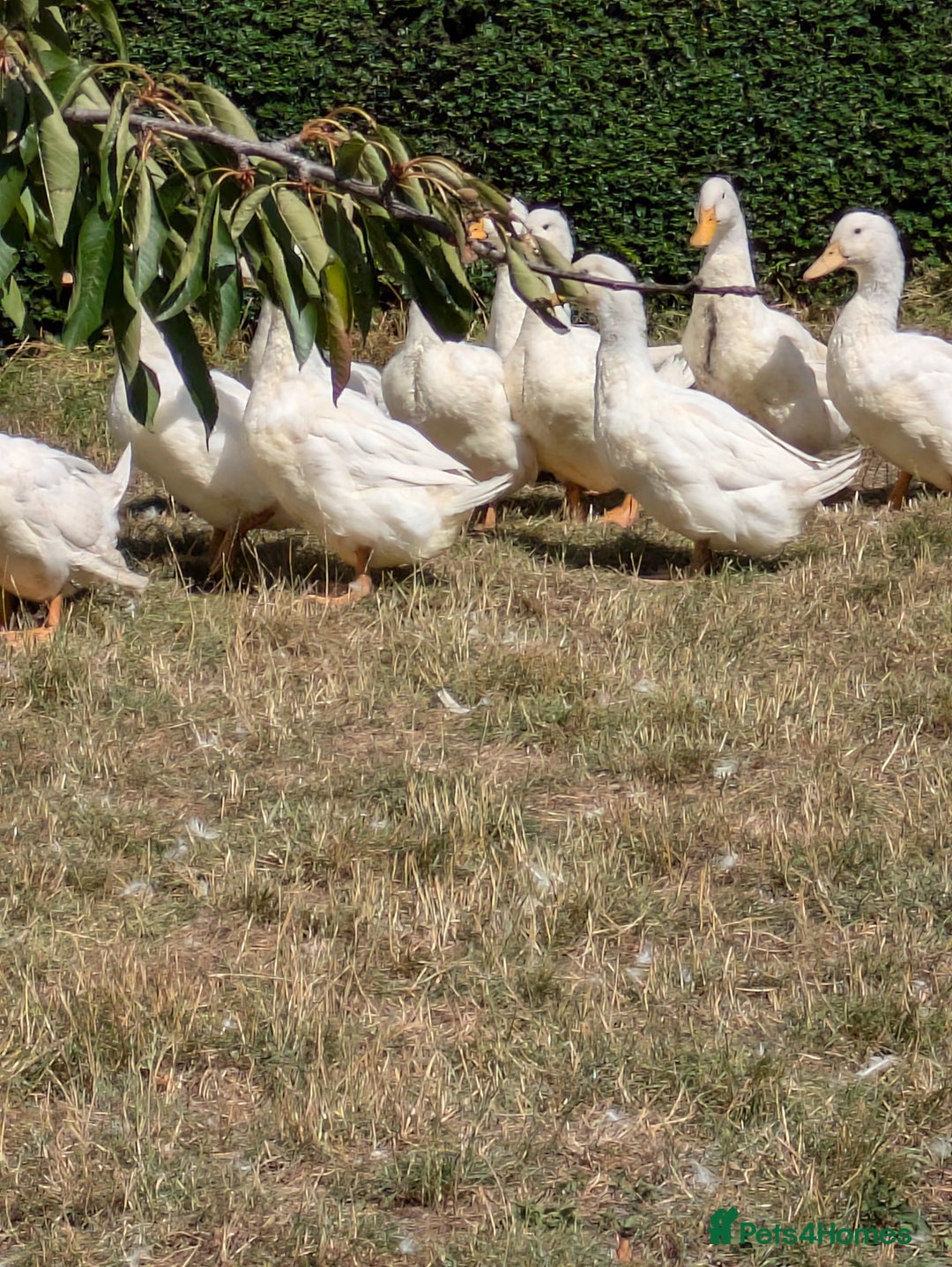 Ducks poultry for sale: Various ducklings  - Image 4