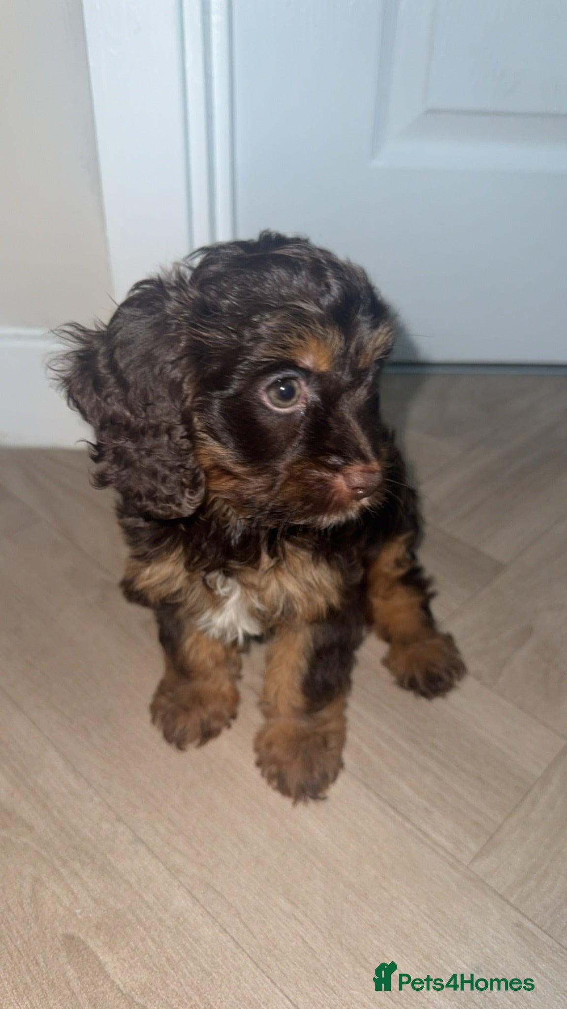 Cavapoo dogs F1 Cavapoo boy  - Advert 3