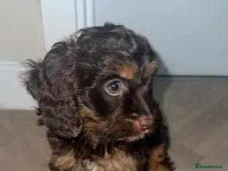 Cavapoo dogs F1 Cavapoo boy - Advert 3