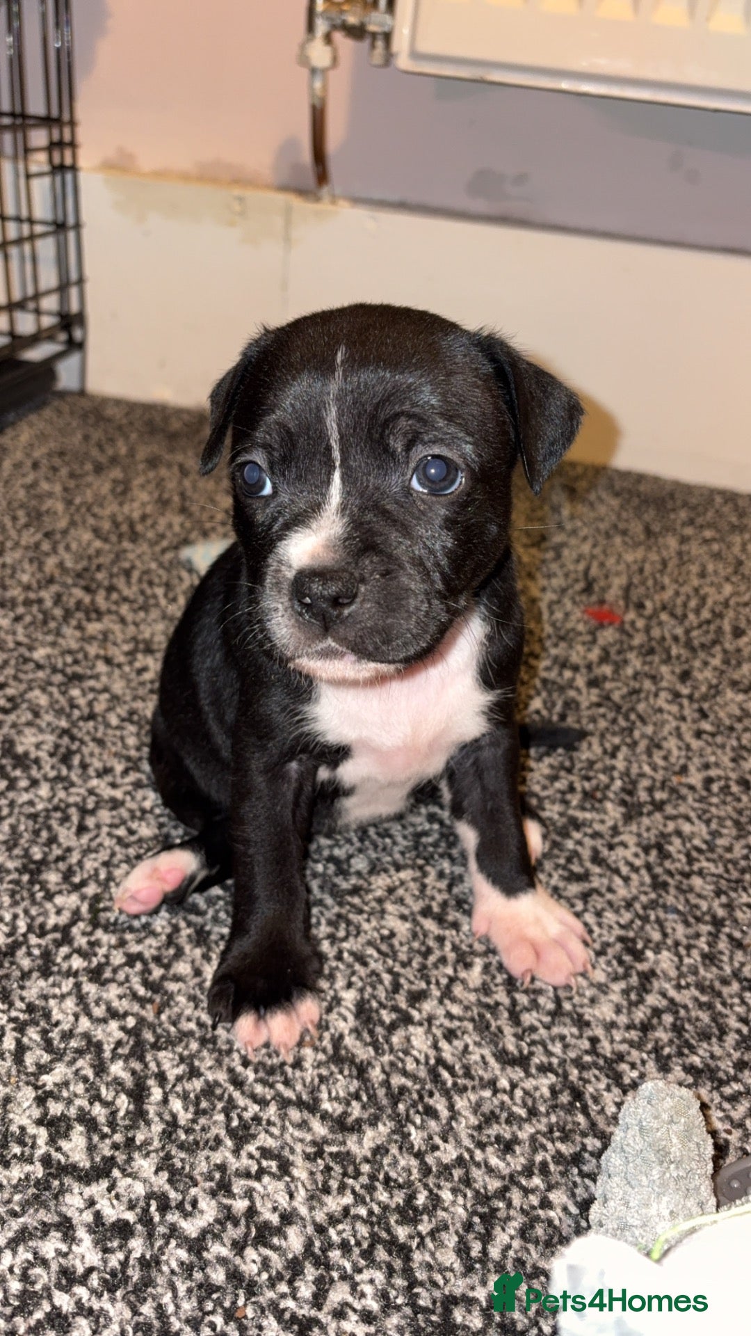 Staffordshire Bull Terrier dogs for sale: Last little girl - Advert 3
