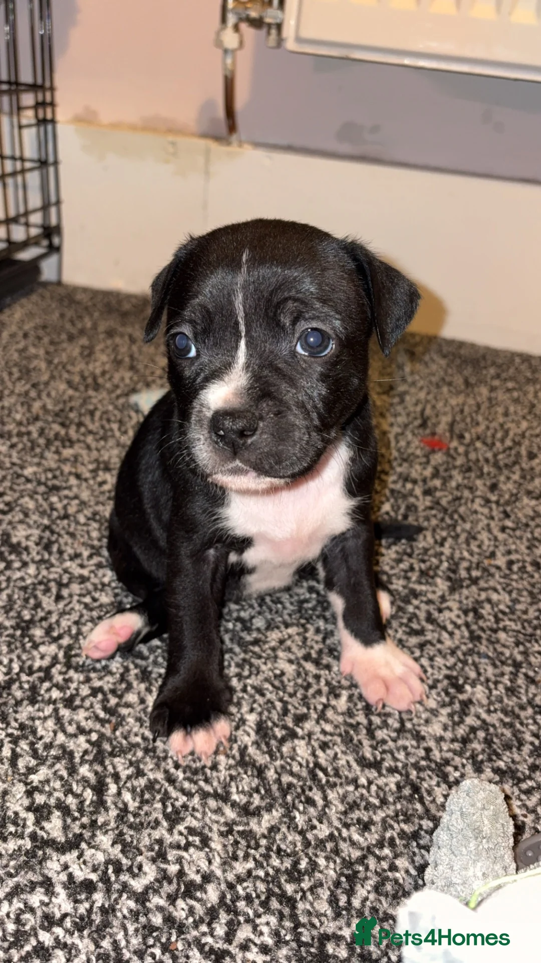 Staffordshire Bull Terrier dogs for sale: Last little girl - Advert 1