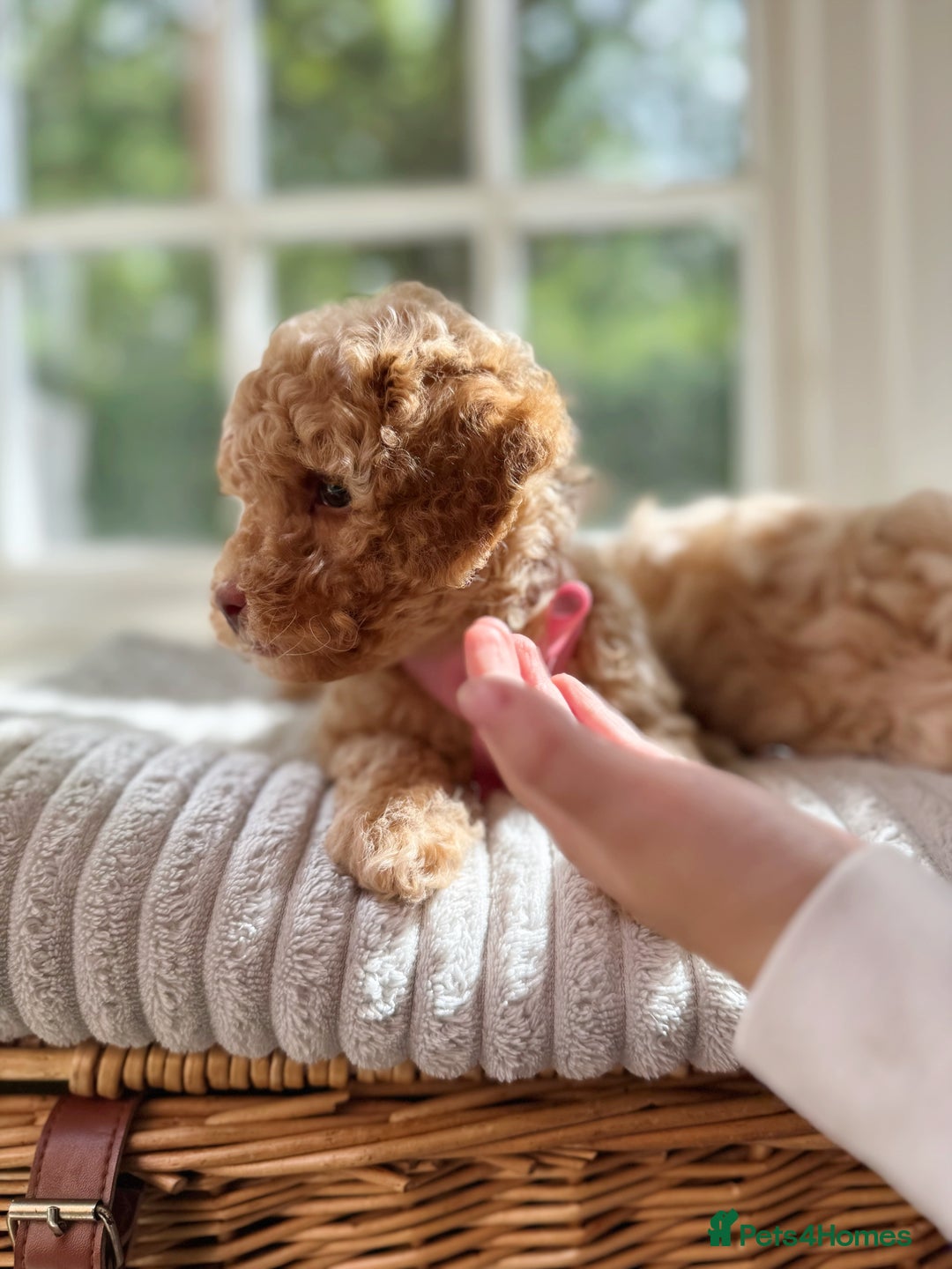 Cavapoo dogs for sale: F1b health tested cavapoo - Image 20