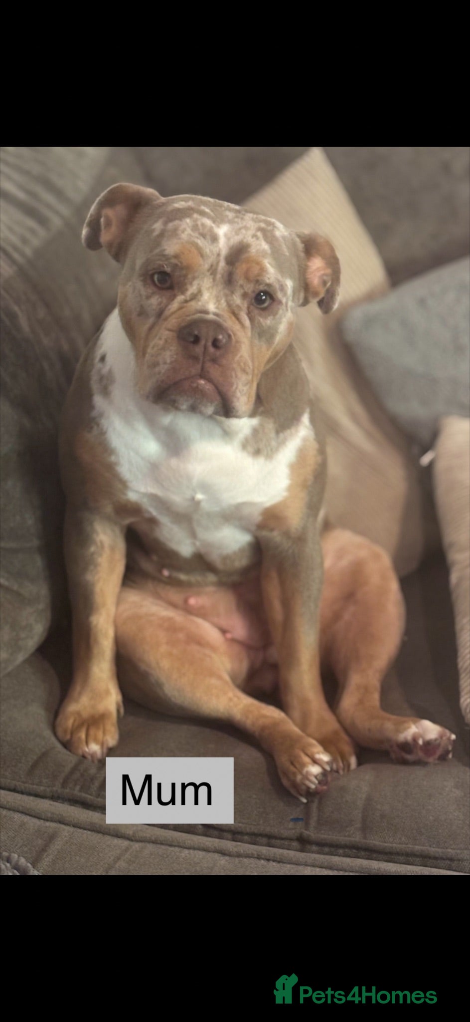 Olde English Bulldogge dogs Stunning puppies - Advert 1