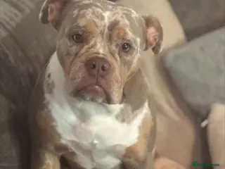 Olde English Bulldogge dogs Stunning puppies - Advert 1