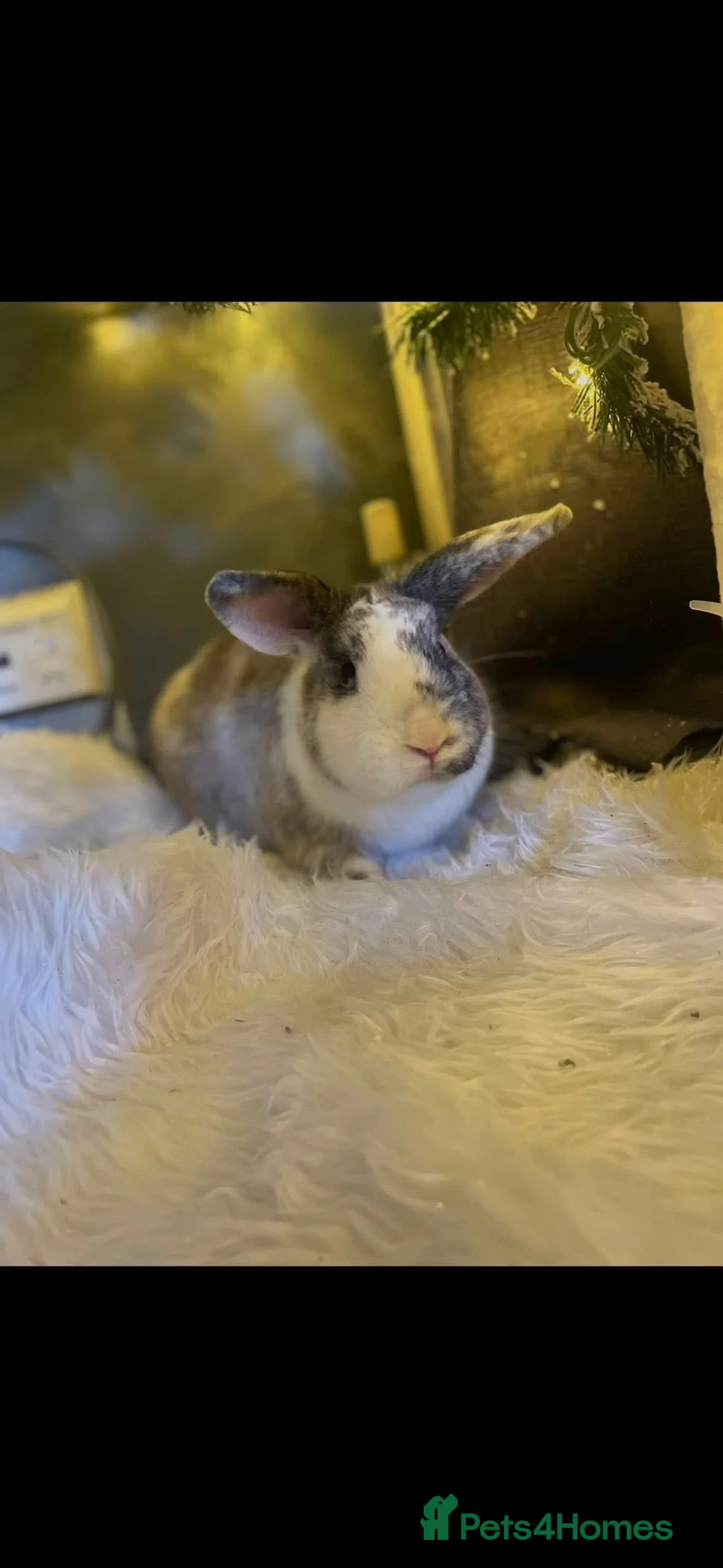 Rex rabbits for sale: Male grey and white  - Advert 2