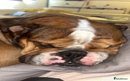 English Bulldog dogs for stud: Blungle needs to be a daddy  - Image 5