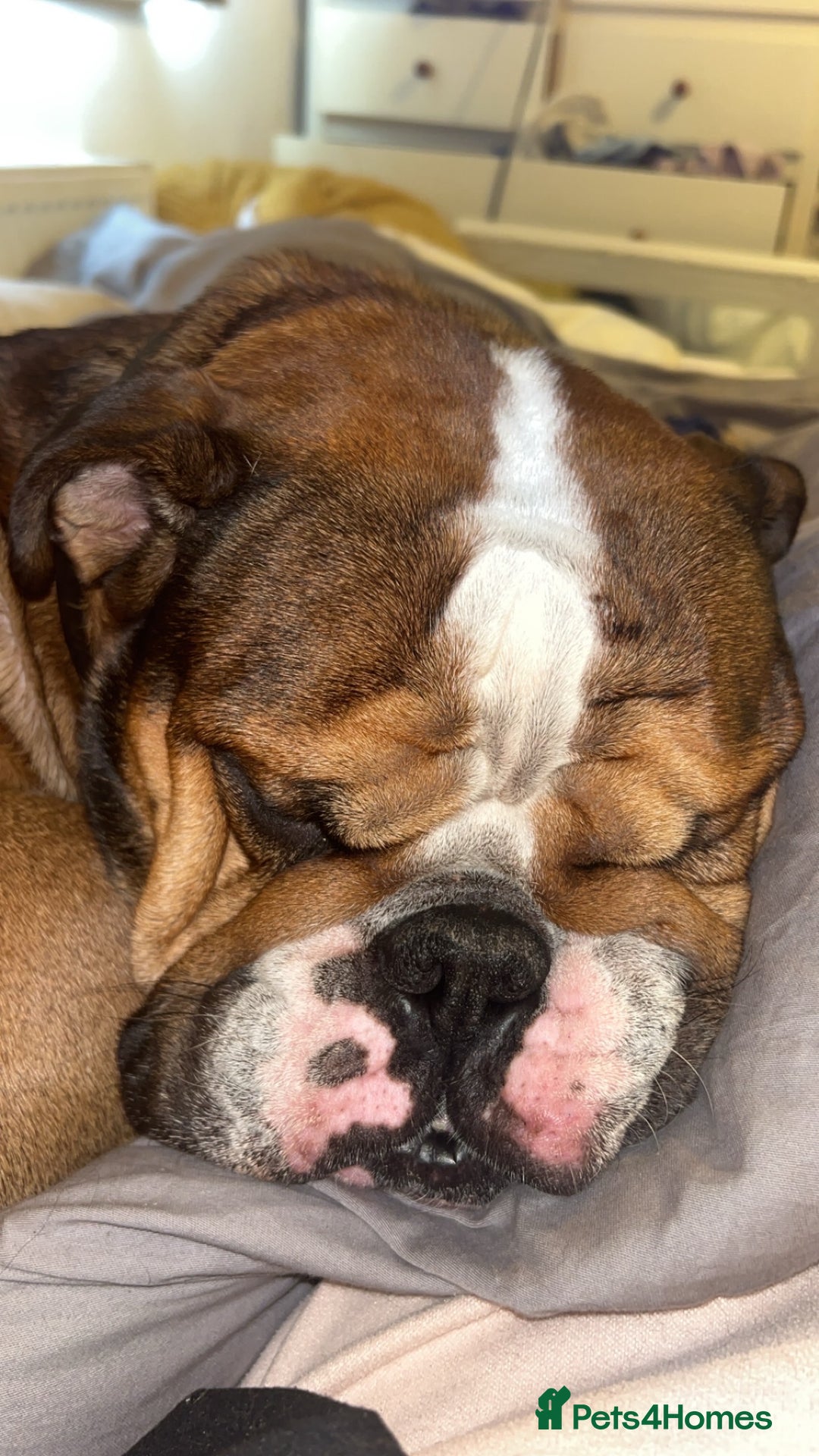 English Bulldog dogs for stud: Blungle needs to be a daddy  - Image 5