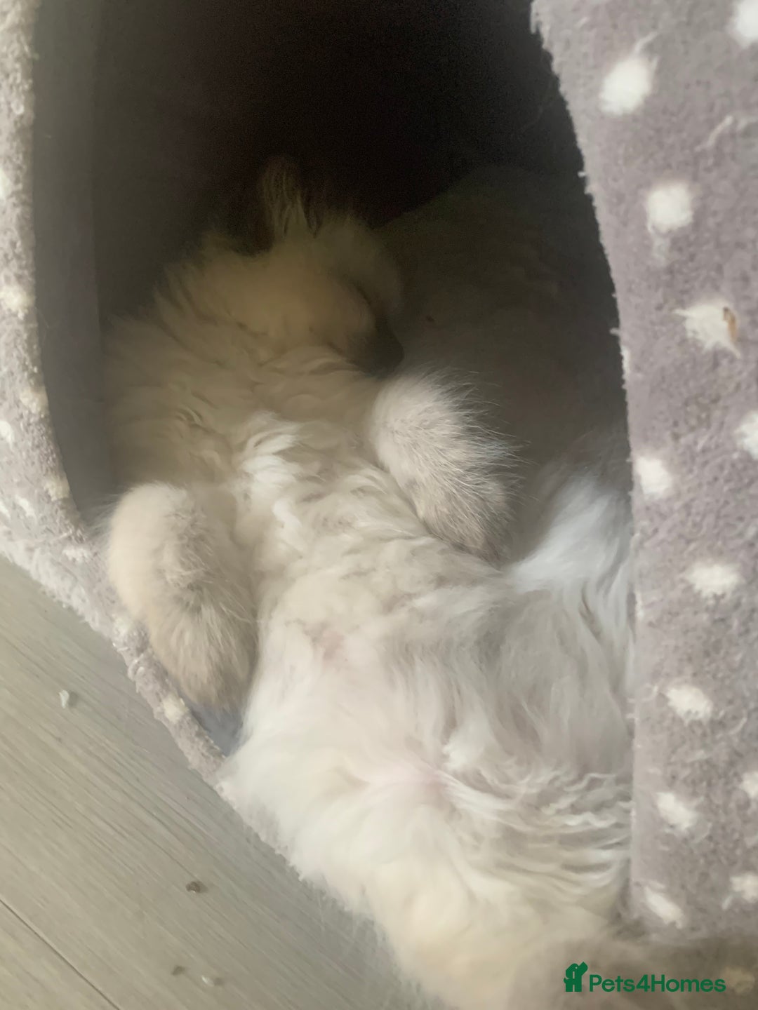 Ragdoll cats for sale: Beautiful Ragdoll boy - Image 7