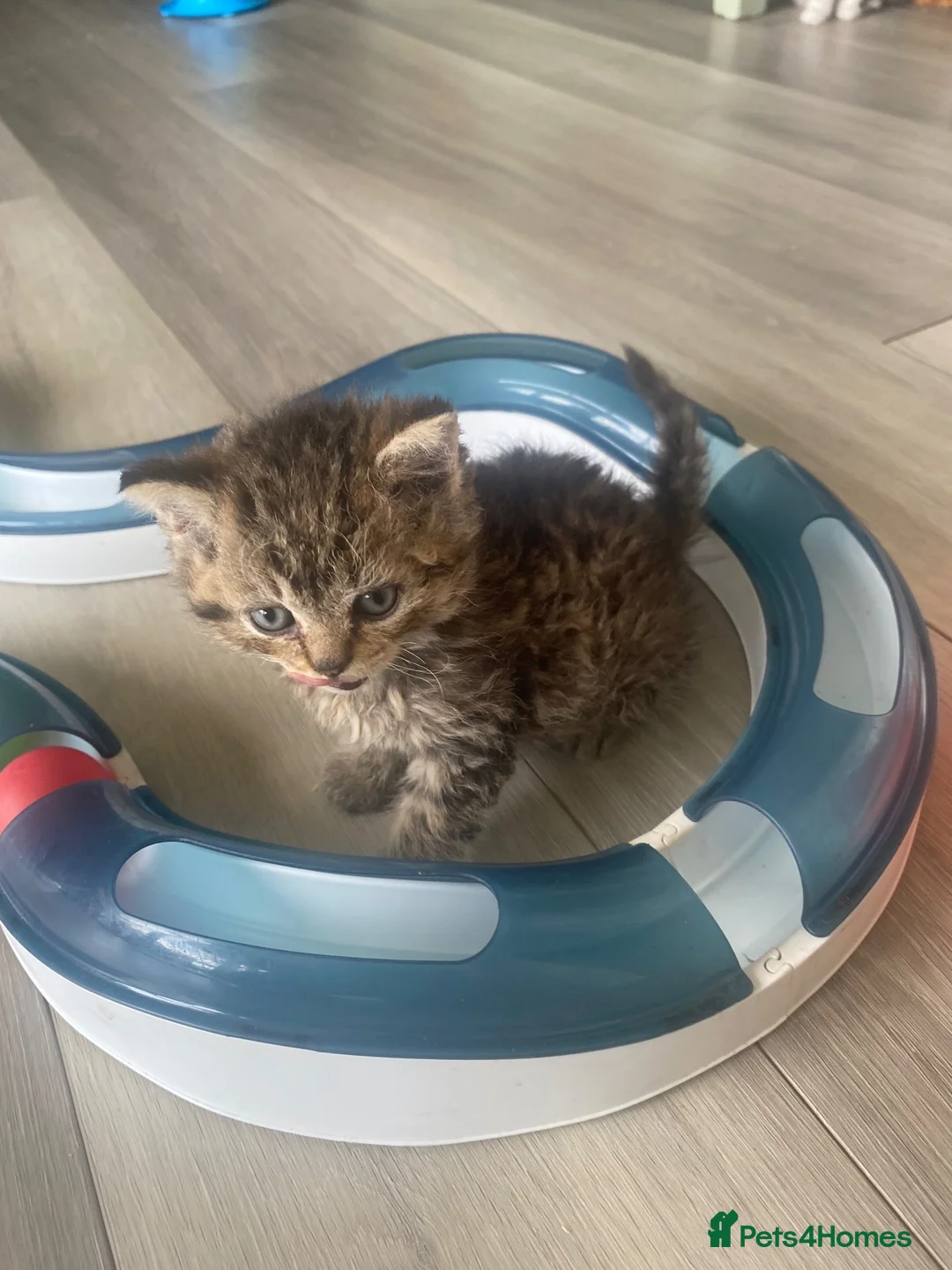 Selkirk Rex cats for sale: Selkirkrex curly and straight - Advert 2
