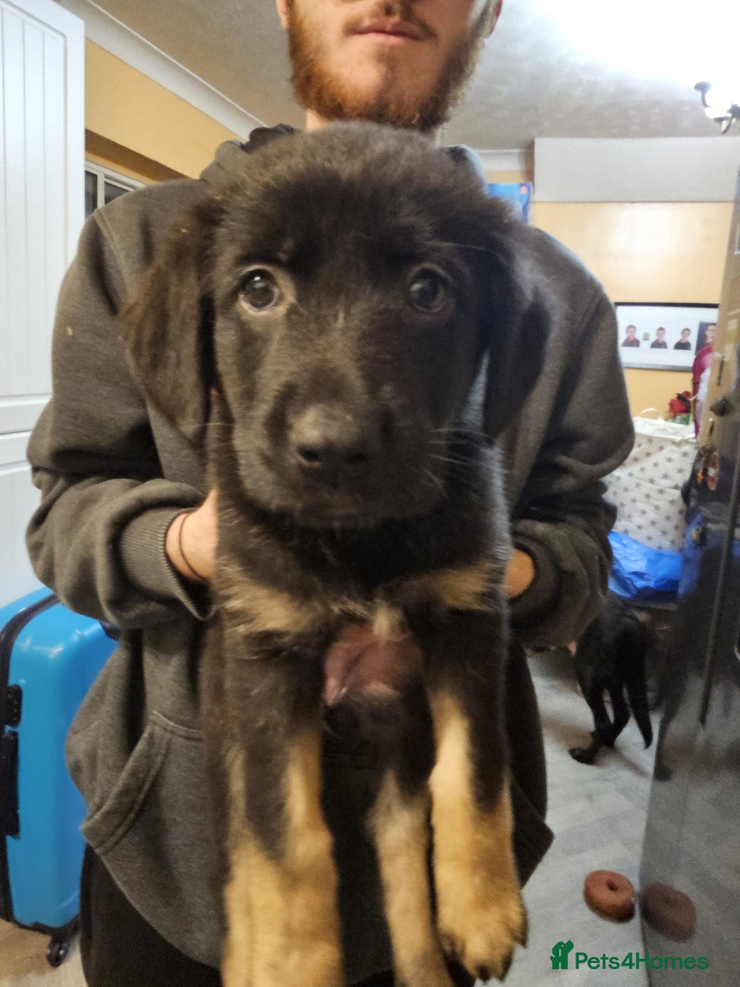 Mixed Breed dogs for sale: German Shepherd x lab pups for sale - Advert 9