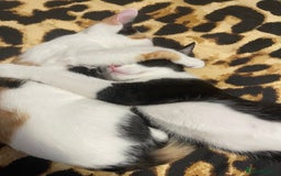 Mixed Breed cats for sale: Male kitten - Advert 23