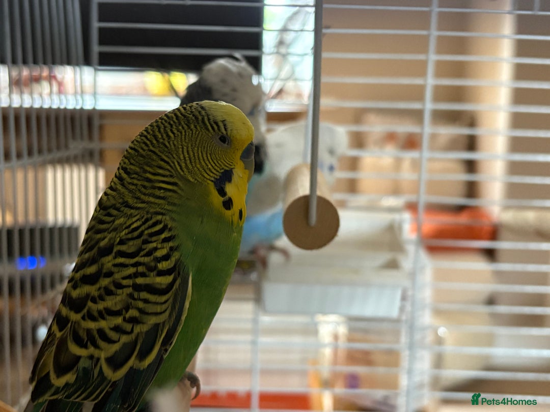 Budgerigars birds for sale: 🟡💚 Young Budgie for Sale  - Image 4