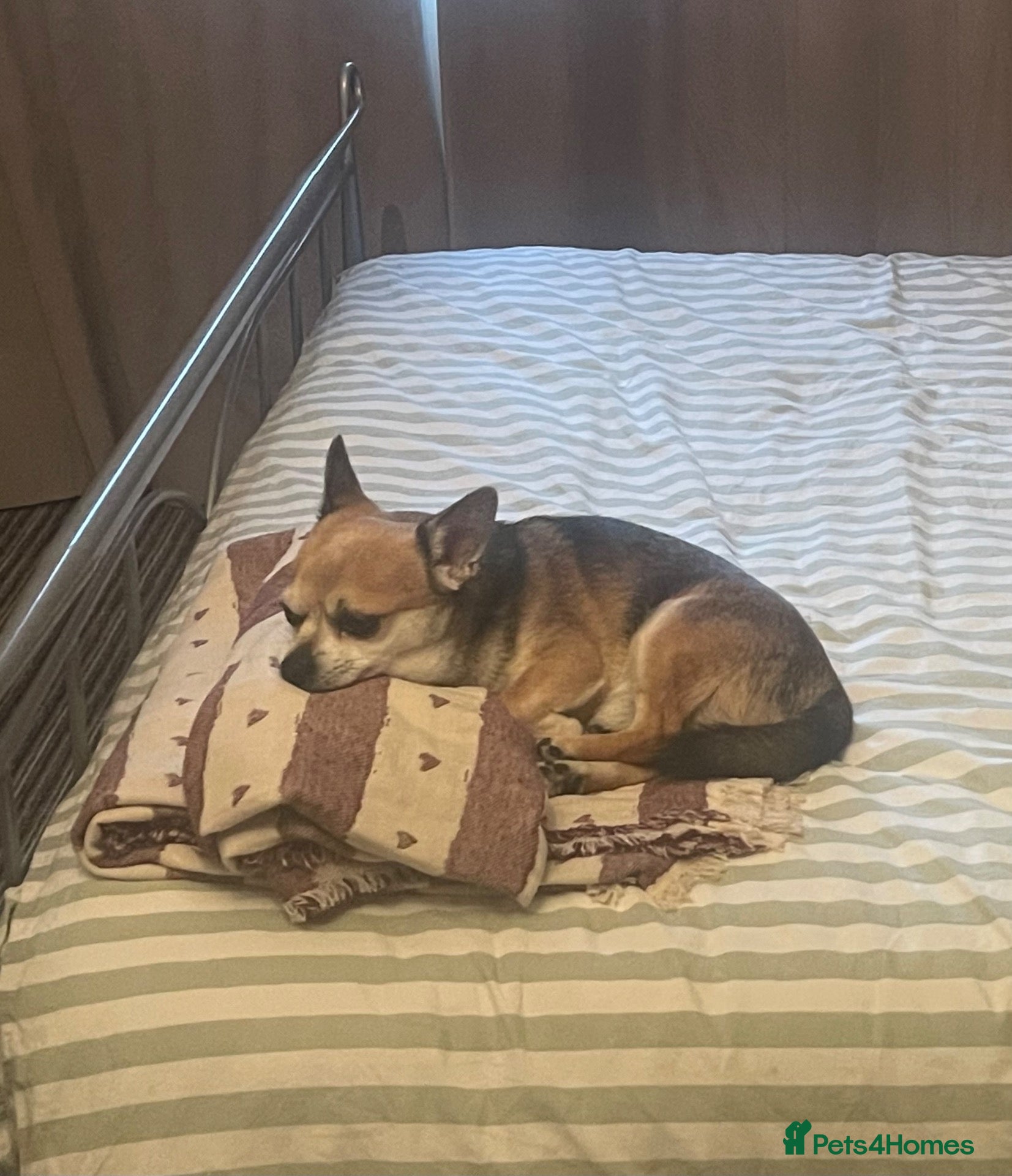 Chihuahua dogs Milo - Looking for a new home  - Advert 1