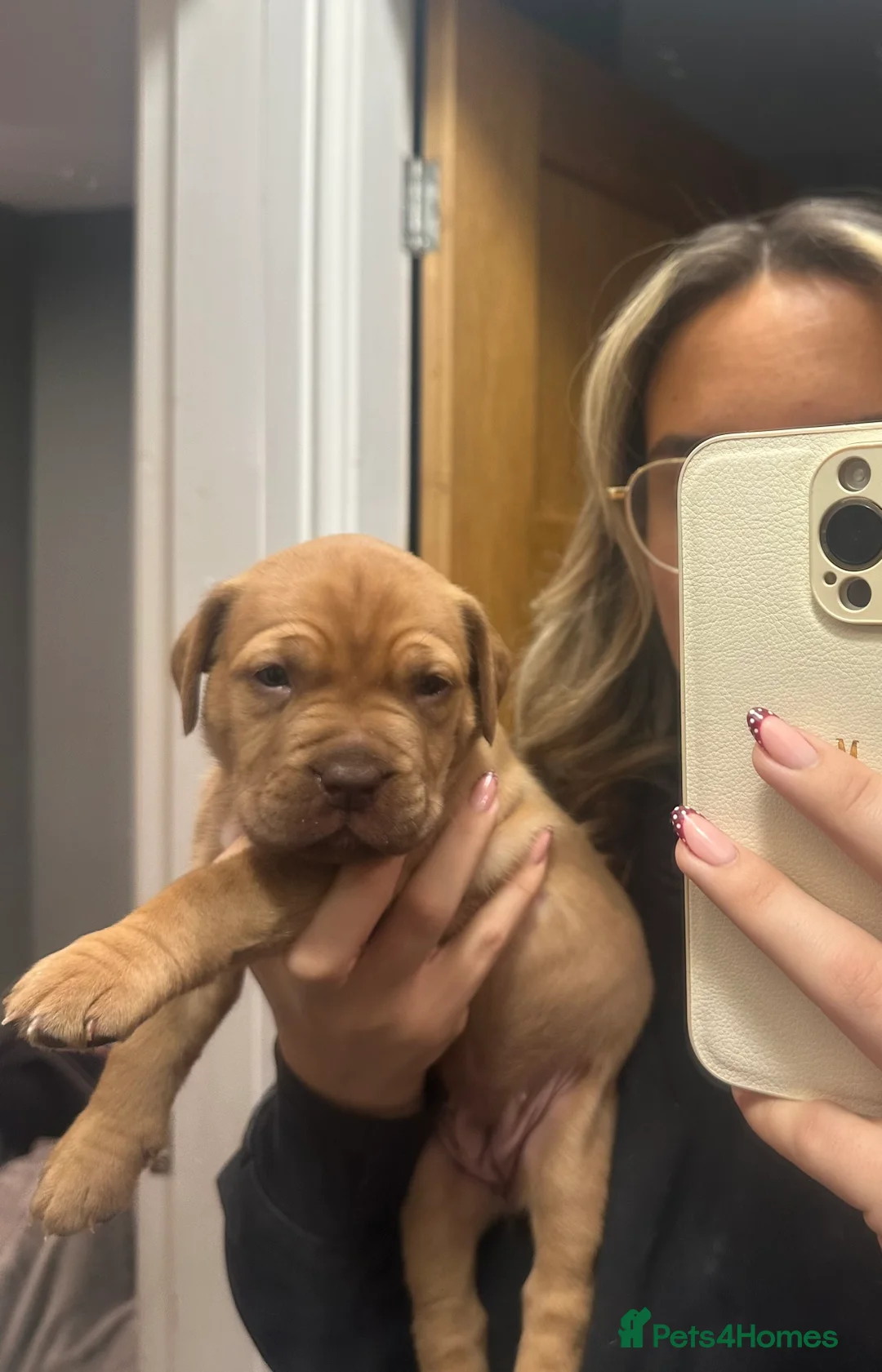 Dogue De Bordeaux dogs for sale: CHAMPION BLOODLINE chunky Dogue de Bordeaux Pup - Advert 33