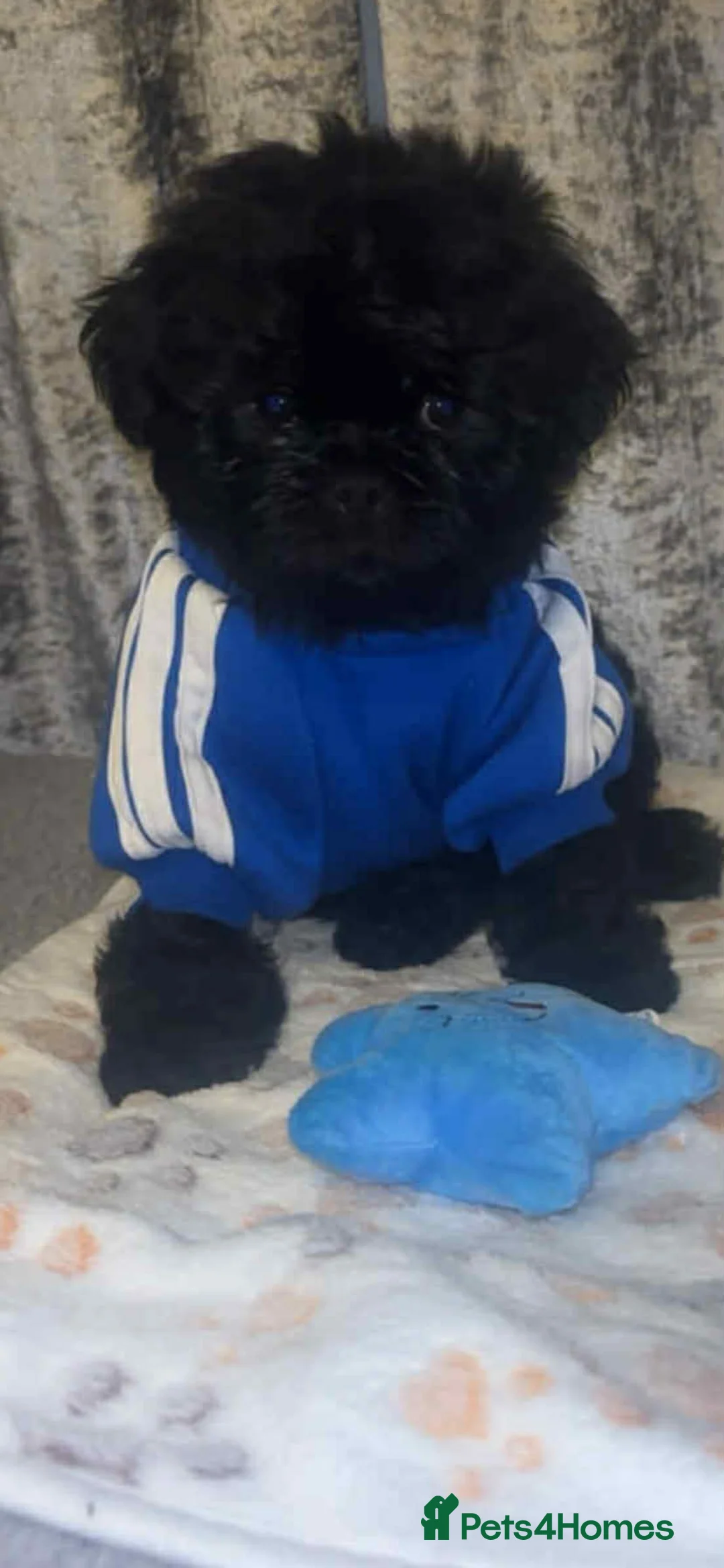 Shih Tzu dogs for sale: Shih Tzu Puppies For Sale - - Advert 25