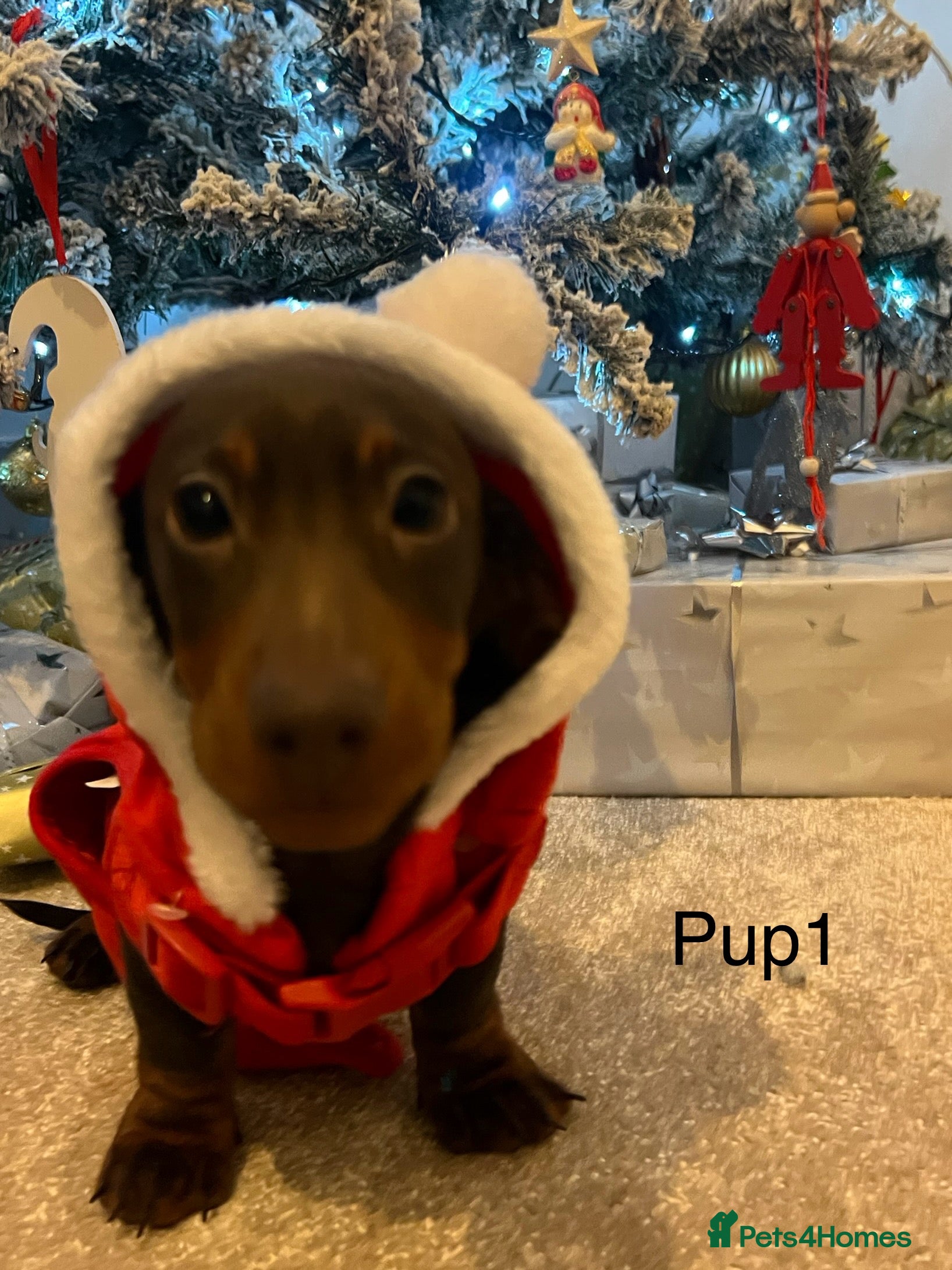 Miniature Dachshund dogs Ready Now! smooth haired mini dachshunds - Advert 7