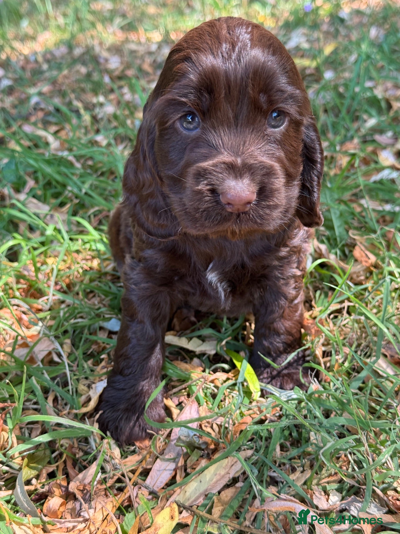 Cocker Spaniel dogs ❤️ BEAUTIFUL TRUE SHOWTYPE COCKER SPANIEL ❤️  - Advert 1