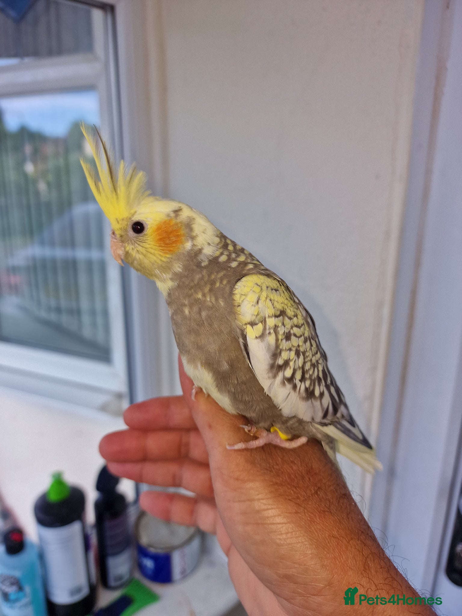 Cockatiels birds Super hand tamed baby cockatiels  - Advert 13