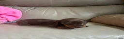 Miniature Dachshund dogs for sale: 3 Gorgeous Smooth Coat Miniature Dachshund Puppies - Advert 17