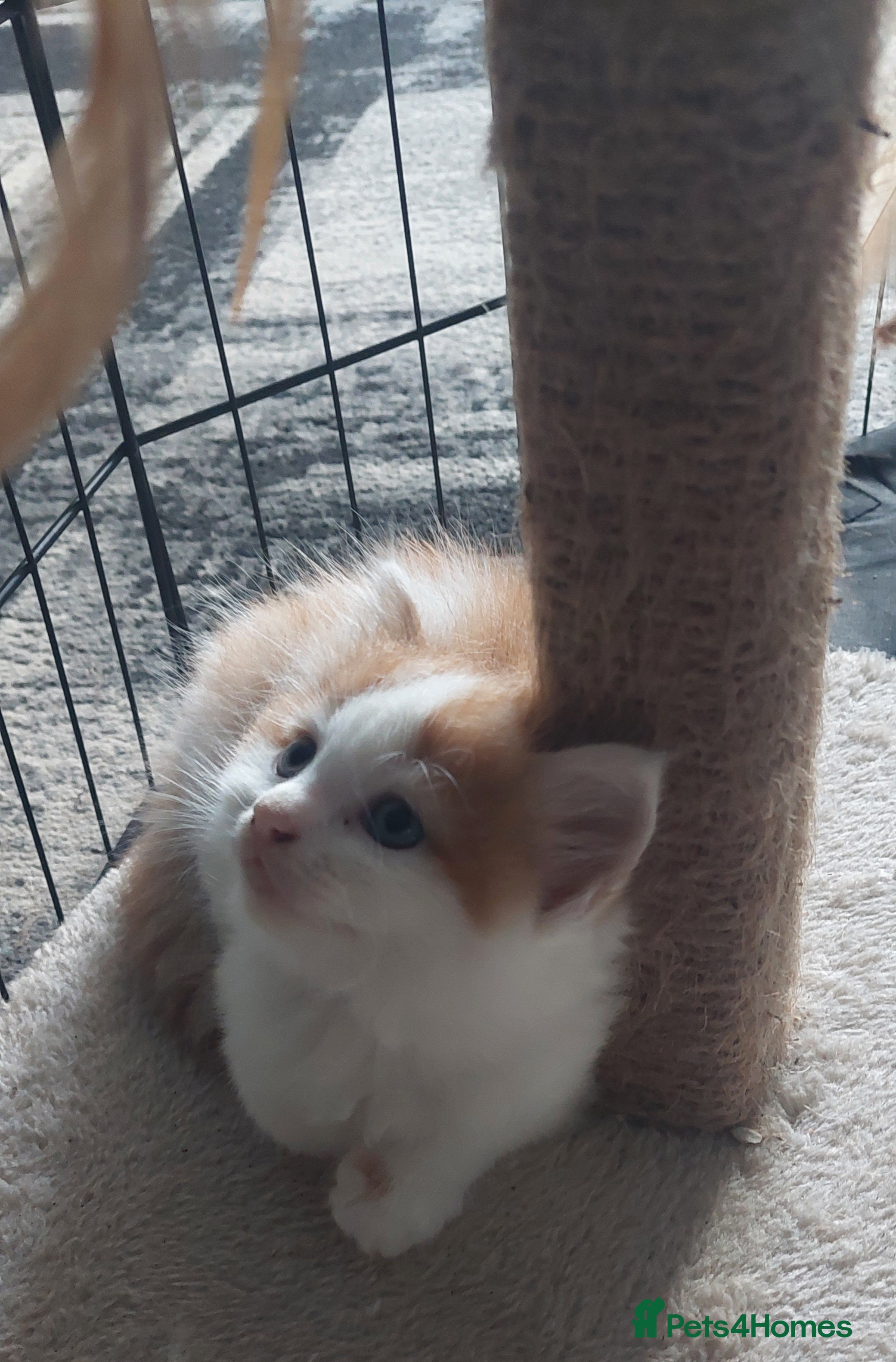 Mixed Breed cats fluffy ginger boy  - Advert 2