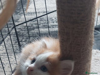 Mixed Breed cats fluffy ginger boy - Advert 8