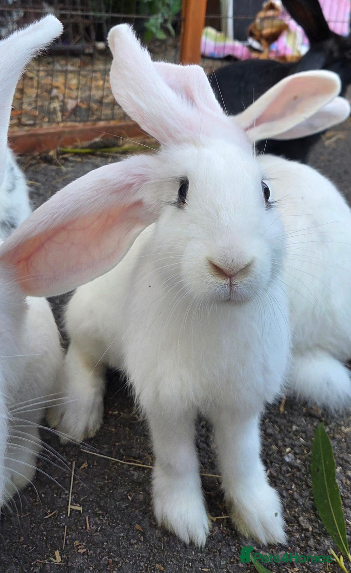 Giant Papillon rabbits Lovely bunnies open to offers  - Advert 17