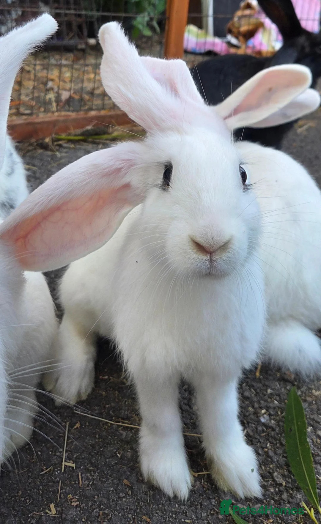 Lovely bunnies open to offers for sale in Downham Market | Pets4Homes