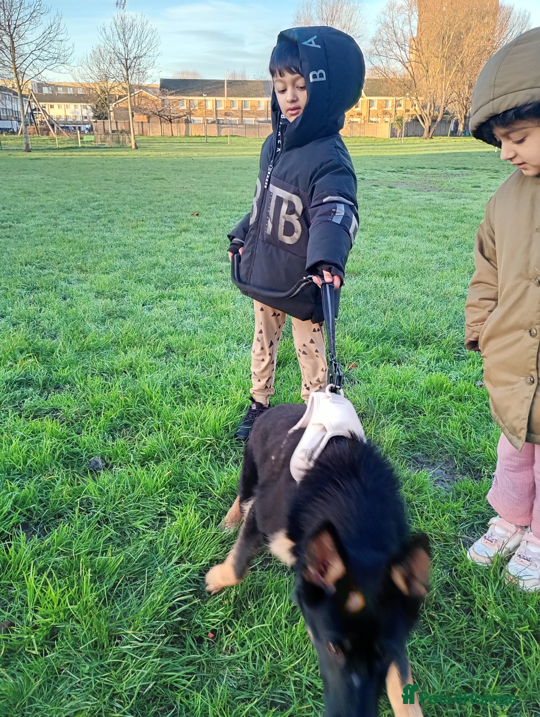 German Shepherd dogs for sale: Beautiful West Working Line German shepherd  - Advert 6