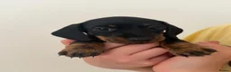 Miniature Dachshund dogs for sale: Gorgeous short-haired Miniature Dachshund pups  in Musselburgh - Advert 9