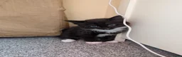 Mixed Breed cats for sale:  beautiful tuxedo kittens Ready now - Advert 10