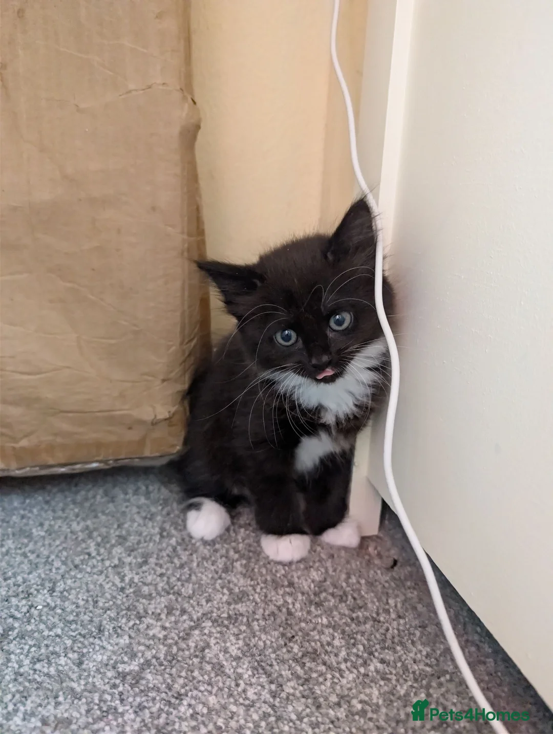 Mixed Breed cats for sale:  beautiful tuxedo kittens Ready now - Advert 10