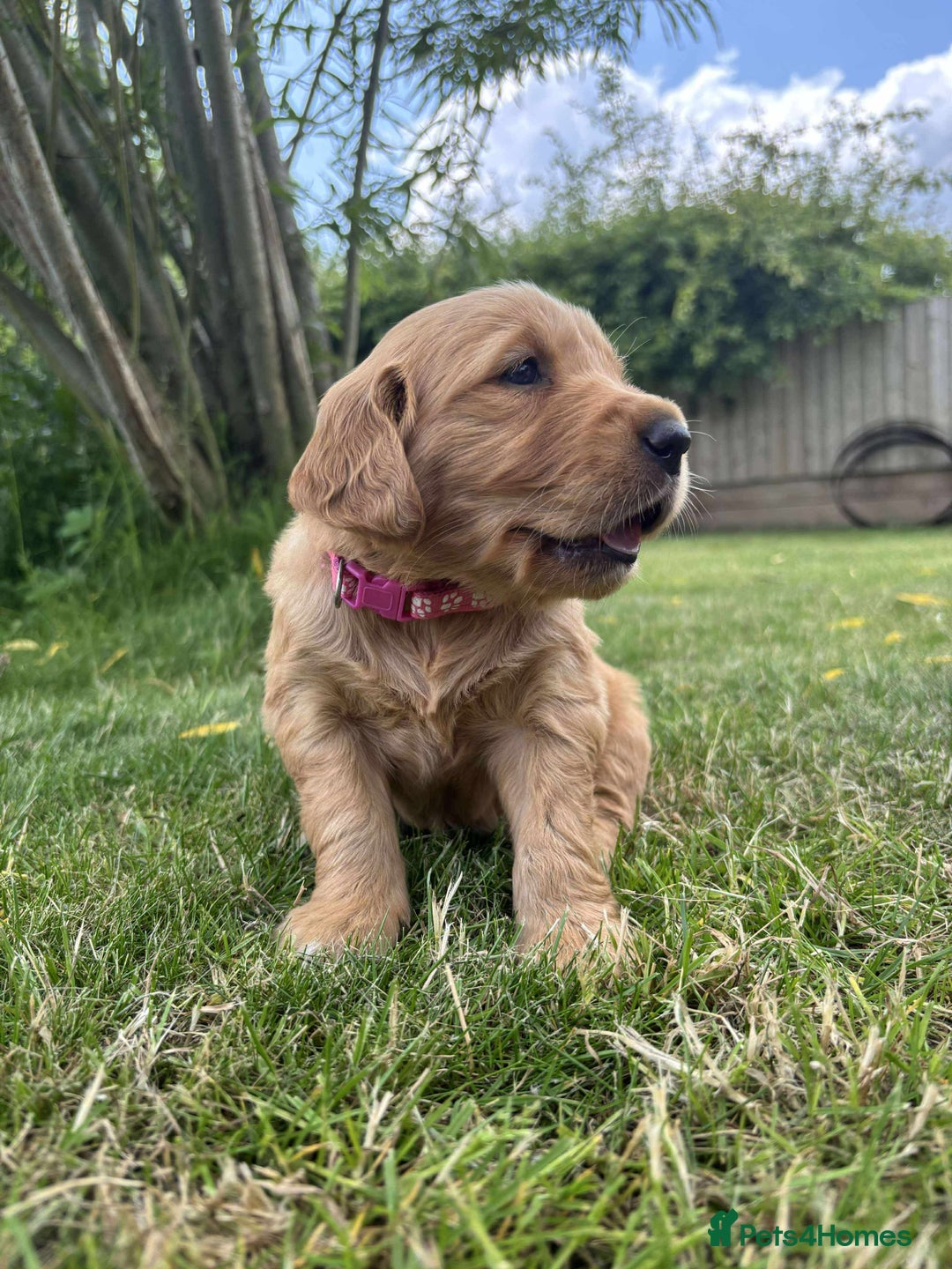 Golden Retriever dogs for sale: Kc pedigree golden retrievers (fox red  in Malton - Image 25